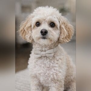 Dog Deux Lux Tan Bow Tie